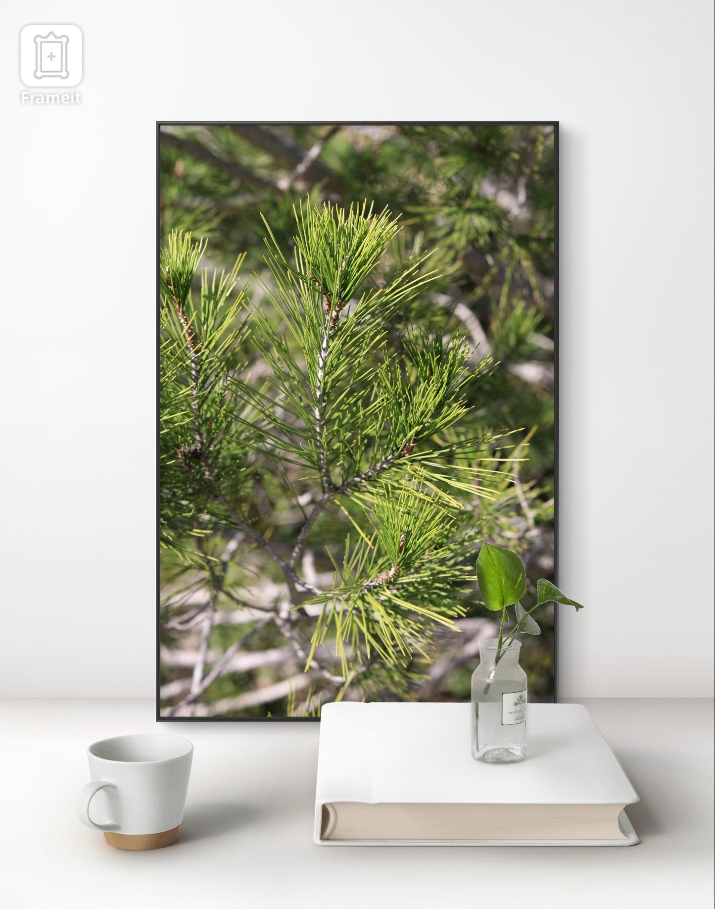 Pine Branch Photo Print. Sunny Day Art Decor, Nature Wall Art, Botanical Print, Fine Art Photography, Home Decor Gift